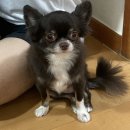 도도펫 | 금동이와의 일상 (21.06.02~03.)