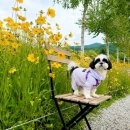 카페보리다 | 파주 필무드 카페 후기, 시츄 보리·건빵이와 다녀온 파주 애견동반 카페