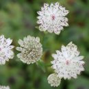 킹콩좌대 이미지