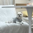 진현우동물병원 | 인천 진현우 동물병원 후기 _ 동물병원 정착기
