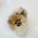 원 그루밍 이미지