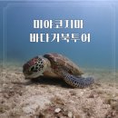 거북 | 미야코지마 바다거북 투어 후기