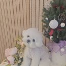 빠몽(PAWMONG) 네이버블로그