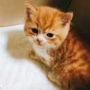 뽀시래기 이미지