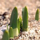 대가집숯불갈비 이미지