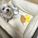 킁킁펫 | 내돈내산 킁킁펫 강아지 고양이 커버 분리 반려견 마약 방석(마약 쿠션) 구매 후기