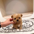 신도시켄넬 이미지