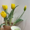 카페인24