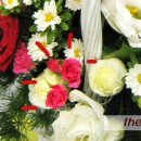 더리시안 이미지