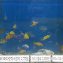 대청애견수족관 이미지