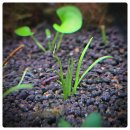 고려종합비료 | 【3자광폭 더치항】 수초어항 100일 후기_성공한 수초 vs 실패한 수초