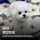 솜이랑 | 신정동애견미용 편안한댕 미니비숑 솜이 뽀송한 변신 후기