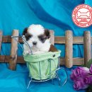 멋진강아지 이미지