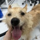 인생멍컷 이미지