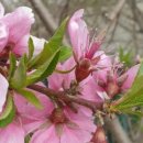 고향의 봄(공예) 이미지