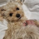 영종H동물의료센터 이미지