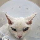 [신림고양이미용] - 데본렉스 고양이 미용 후기