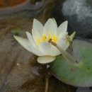 토지초등학교 이미지