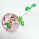 서귀중앙초등학교 병설유치원 이미지