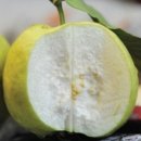 선아 농장 이미지