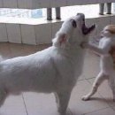 낭만고양이 이미지