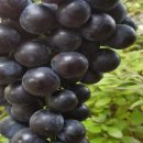 우솔농원 이미지