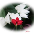 국제꽃식물원 이미지