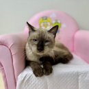 예인동물병원 이미지