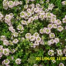 충남 아산 세계꽃식물원 이미지