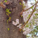 홍제동주유소 | 강릉 벚꽃 명소 추천 | 홍제정수장 (경포대 대신 한적한 숨은 명당)