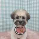 펫피파니 이미지