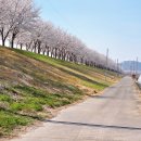 의령나루캠프 | 경남 의령, 나만 아는 숨은 벚꽃터널. 사람 없는 한적한 벚꽃 명소 <화양제자전거길>