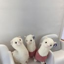 용주목장 이미지