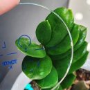 광성안경원 이미지