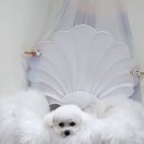 쉬리펫살롱 이미지