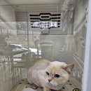 야옹아 놀자 이미지