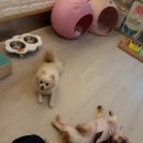 예쁜 애견 미용 이미지