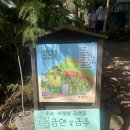 (제주) 예쁜 비밀의 숲과 근처 안도르 카페 다녀온 후기