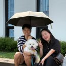 열린유치원 | [공지] 양산애견유치원 핸즈독에서 열린 짜릿한 어질리티 챔피언십 대회 후기