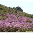 황매산 철쭉제 이미지