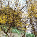 전국노래자랑 현장 많은 인파, 벌써 산수유꽃,점점 달아오르는 봄 향연 이미지