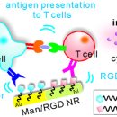 면역세포(T림프구)간 신호전달을 돕는 나노다리 개발 이미지
