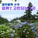혼인지마을 | 제주 동쪽 수국 명소? 김녕수국길,열방대학 수국정원,신흥리 야자수 수국 포토존 솔직 후기