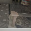 나음동물의료센터 | 화곡 나음동물의료센터 고슴도치 건강검진 후기 및 비용