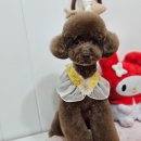 메리몰펫샵 이미지