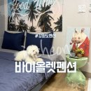 바이올렛 | 강화도 애견동반펜션 바이올렛펜션 내돈내산 강화도펜션추천