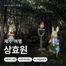 봄꽃힐링투어 | [제주도 서귀포]제주 4계절 꽃축제하는 상효원｜제주투어패스 사용 가능!(feat. 제주 봄꽃 명소🌸)