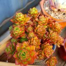 고비올 농장 이미지