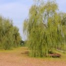 함안 대송리 늪지식물 이미지