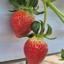 딸기농장에서 직배송, 달용스마켓 메리퀸딸기 솔직 후기 🍓